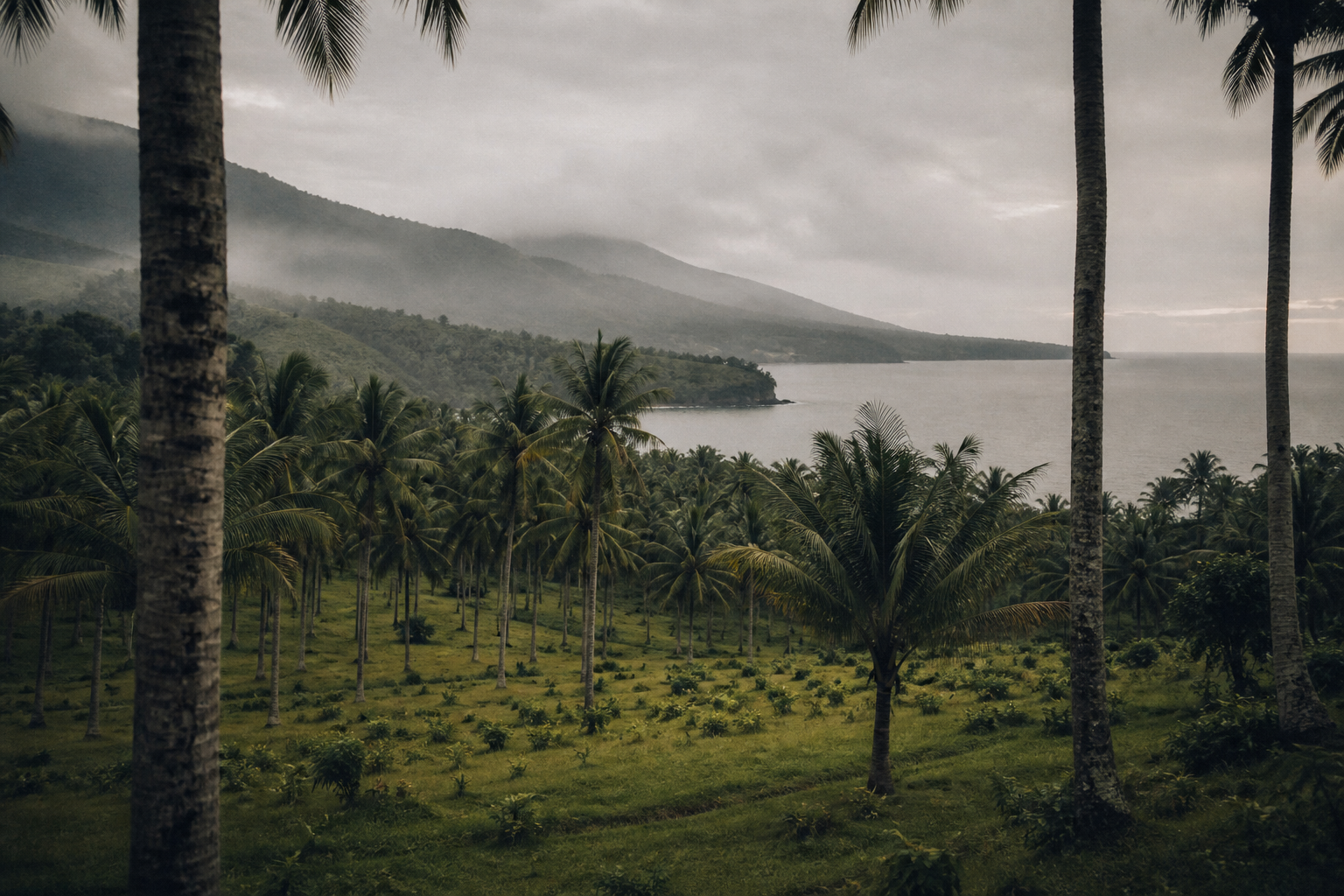 Coconut plantation on the North Sulawesi coast, with mist over the highlands